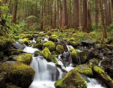 Image result for olympic national park pictures