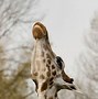 Image result for Giraffe Mouth Teeth