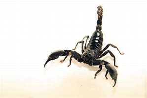 Image result for Angry Scorpion