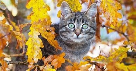 Résultat d’images pour jolies images de chats en automne