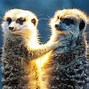 Image result for Animals Asking Questions