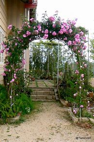 Image result for Rose Arch Front Door