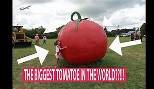 Image result for World's Biggest Tomato