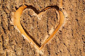 Image result for Tree Heart Carving