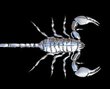 Image result for Scorpion Wallpaper Animal