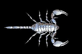 Image result for White Scorpion Wallpapers
