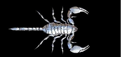 Image result for Scorpion Animal HD Phone Wallpaper