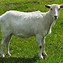 Image result for Goat Breeds
