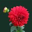 Image result for Flower Background Wallpaper Amazon Fire