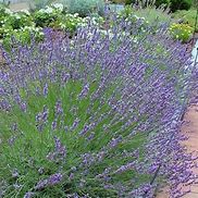 Image result for 1 Gal. - Phenomenal Lavender Plant - The Toughest Lavender Plant, Outdoor Plant
