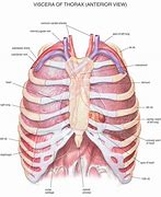 Image result for Rib Cage Diagram Labeled