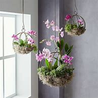 Image result for Hanging Orchid Pots
