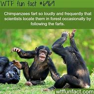 Image result for WTF Facts 1