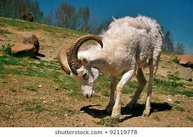 Image result for sheep Young Male