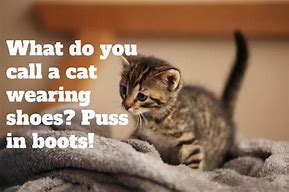 Image result for Cat Funny Jokes Clean