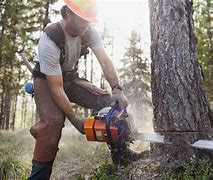 Image result for Cutting Tree with Chainsaw
