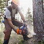 Image result for How to Cut Down a Leaning Tree with Chainsaw