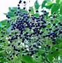 Image result for Sambucus Black Elderberry, 1000 Mg, 100 Capsules