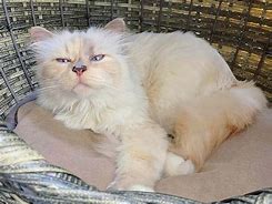 Image result for Choupette Lagerfeld