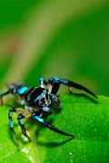Image result for Small Blue Spider