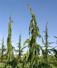Image result for Alaska Cedar Tree