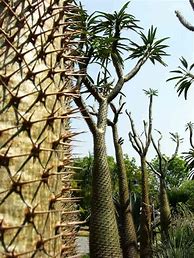 Image result for Types of Madagascar Palm