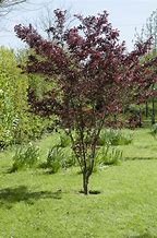 Image result for Purple Leaf Plum Tree