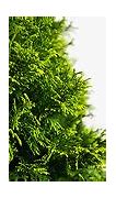 Image result for Emerald Green Arborvitae Hedge - 5 Pack - Dormant 24-36" | Zone 2-7 | 12 - 14 Feet | Full Sun