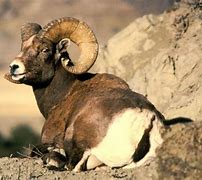 Image result for What Kind of Animal Is a Ram