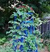 Image result for Climbing Plant Supports for Garden