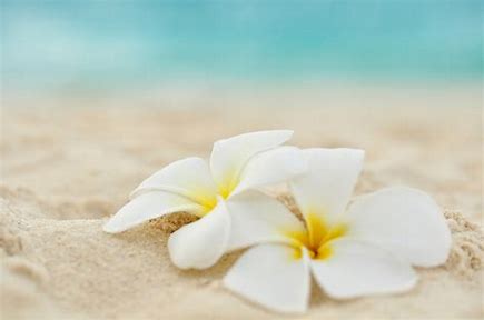 ハワイの花　フリー に対する画像結果