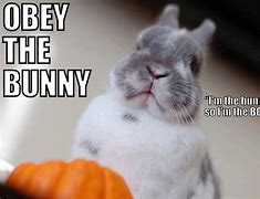 Image result for Baby Rabbit Memes