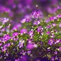 Image result for Purple Flower Desktop