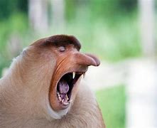 Image result for Animals Doing Funny Things