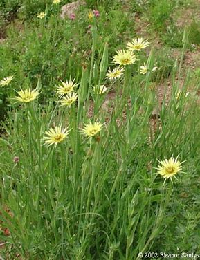 Image result for yellow salsify tragopogon dubius
