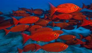 Image result for Baltic Sea Fish