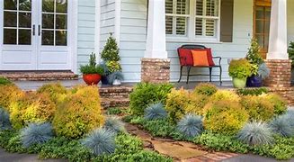 Image result for Fire Chief Arborvitae 3 Container