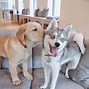 Image result for Cute Dog Friends