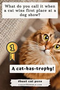 Image result for Cat Jokes and Puns