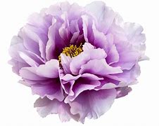 Image result for Peony Graphic