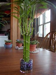 Image result for Lucky Bamboo House Plant