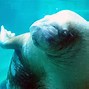 Image result for South Pacific Aquarium Point Defiance