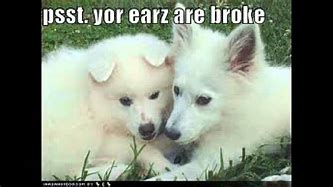 Image result for Cute Animals Saying Funny Things