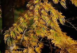 Image result for Larch