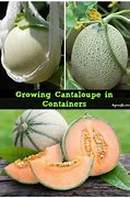Image result for Growing Cantaloupe in Containers