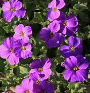 Image result for Poisonous Purple Flowers