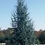 Image result for Blue Atlas Cedar Tree