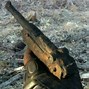 Image result for German WW2 Relics Found