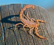 Image result for Arizona Bark Scorpion Sting