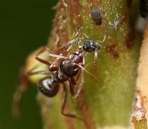 Image result for Ant Feeding